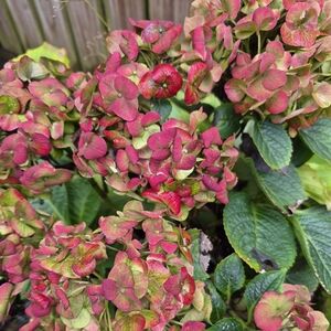 Ralph Lauren Cotton Cable Knit Sweater